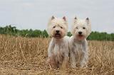 WESTIE 389